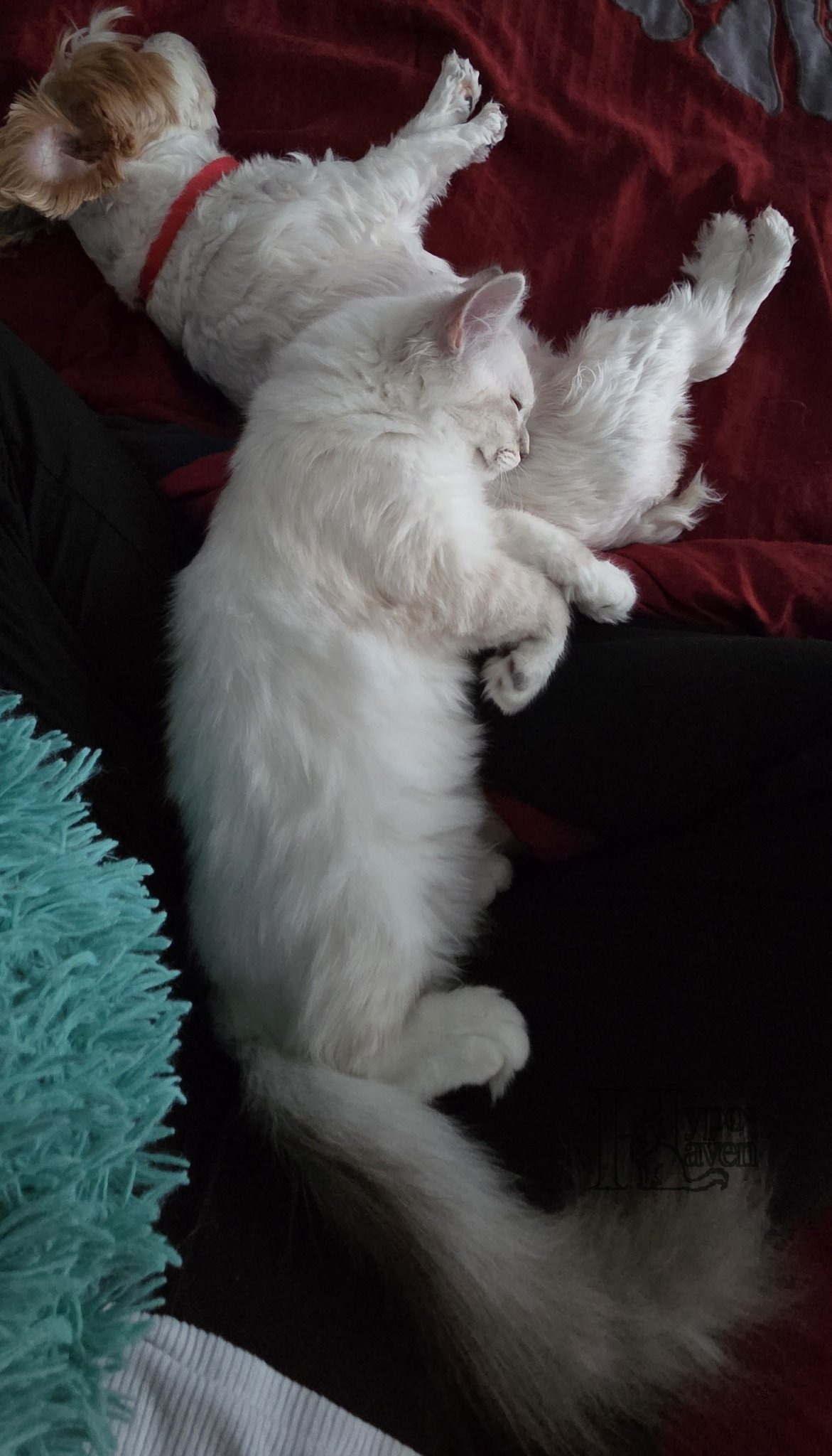 Espn cuddling with a small dog on a red blanket