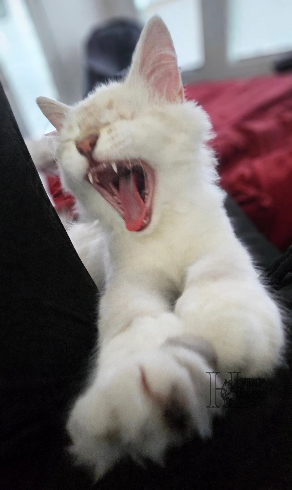 Espn mid-yawn