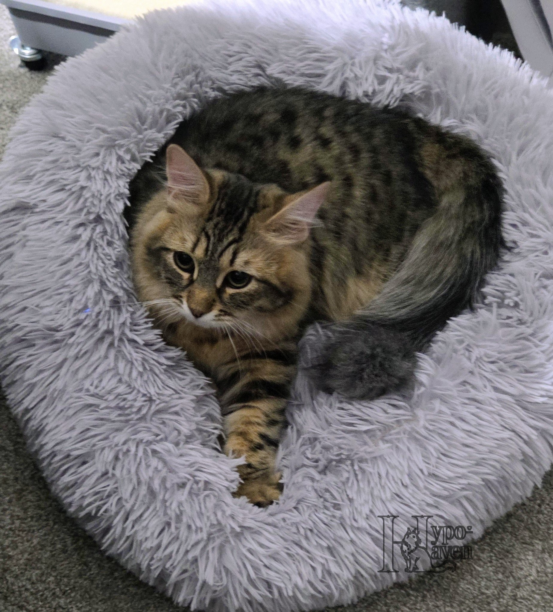 Niko curled up in a fluffy gray bed