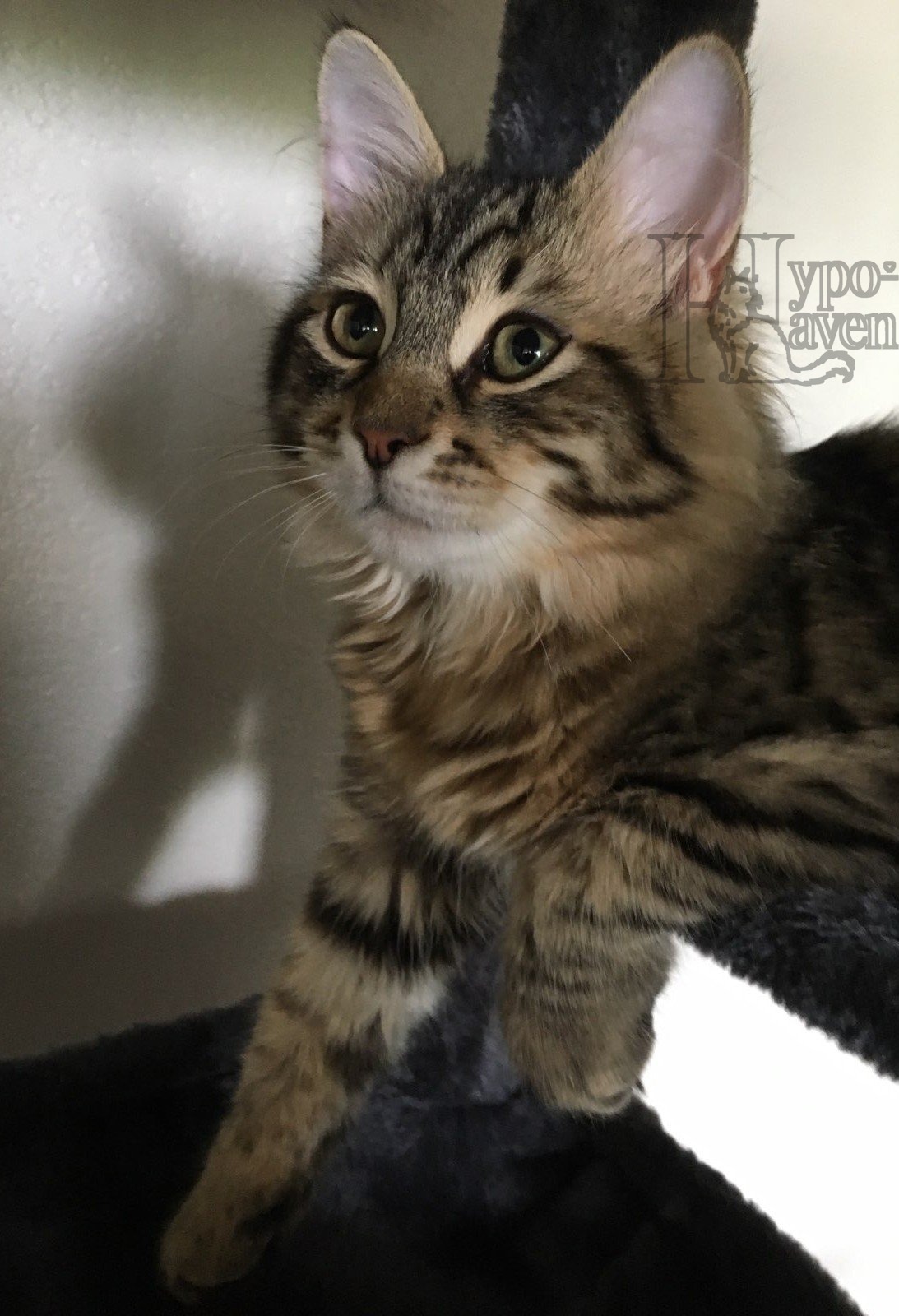 Niko perched on a cat tree