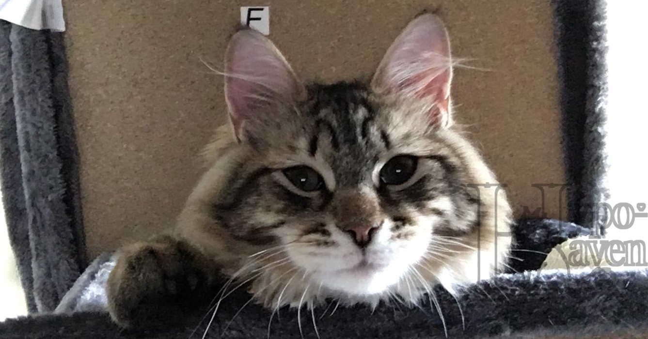 Niko close-up portrait