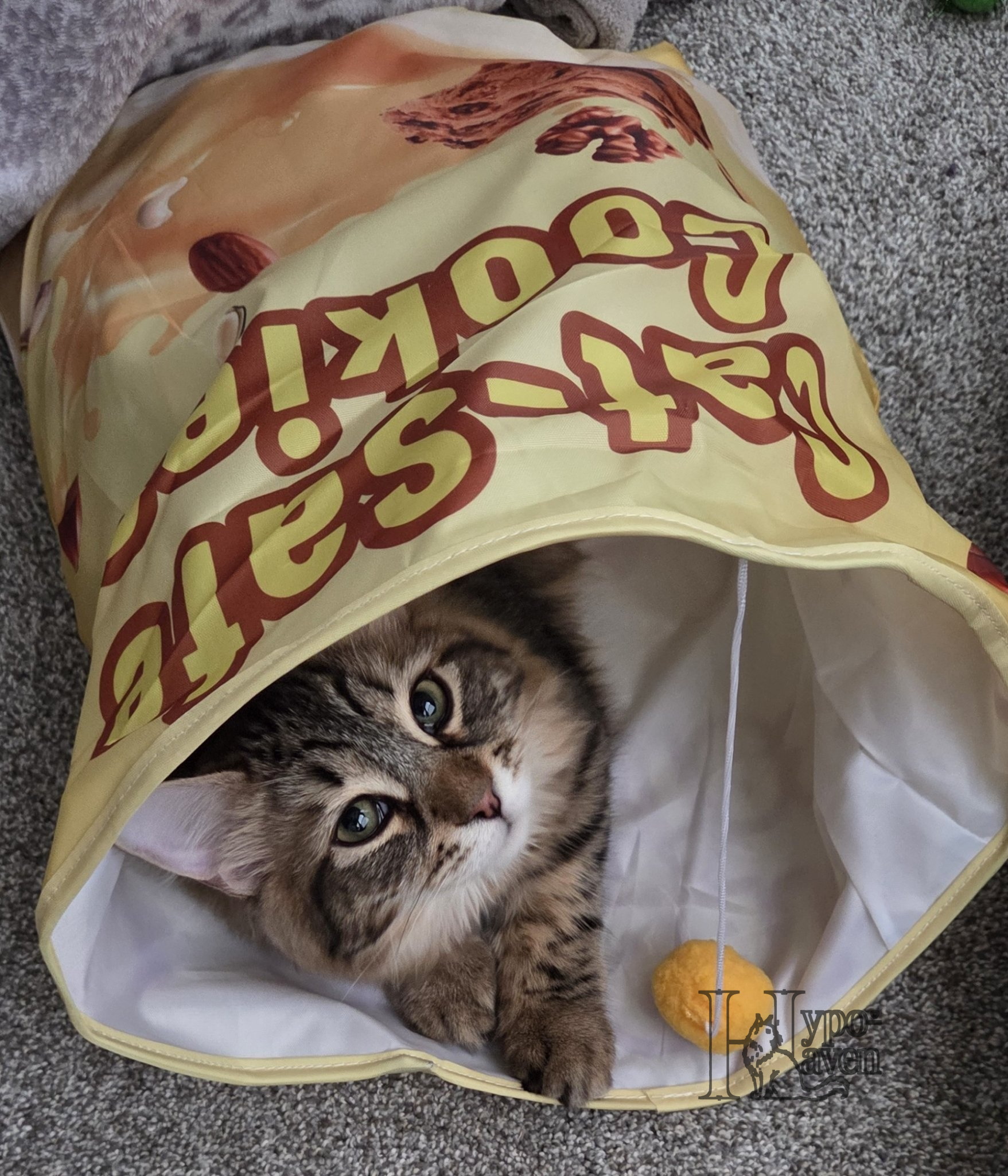 Niko peeking out of a cookie-bag toy