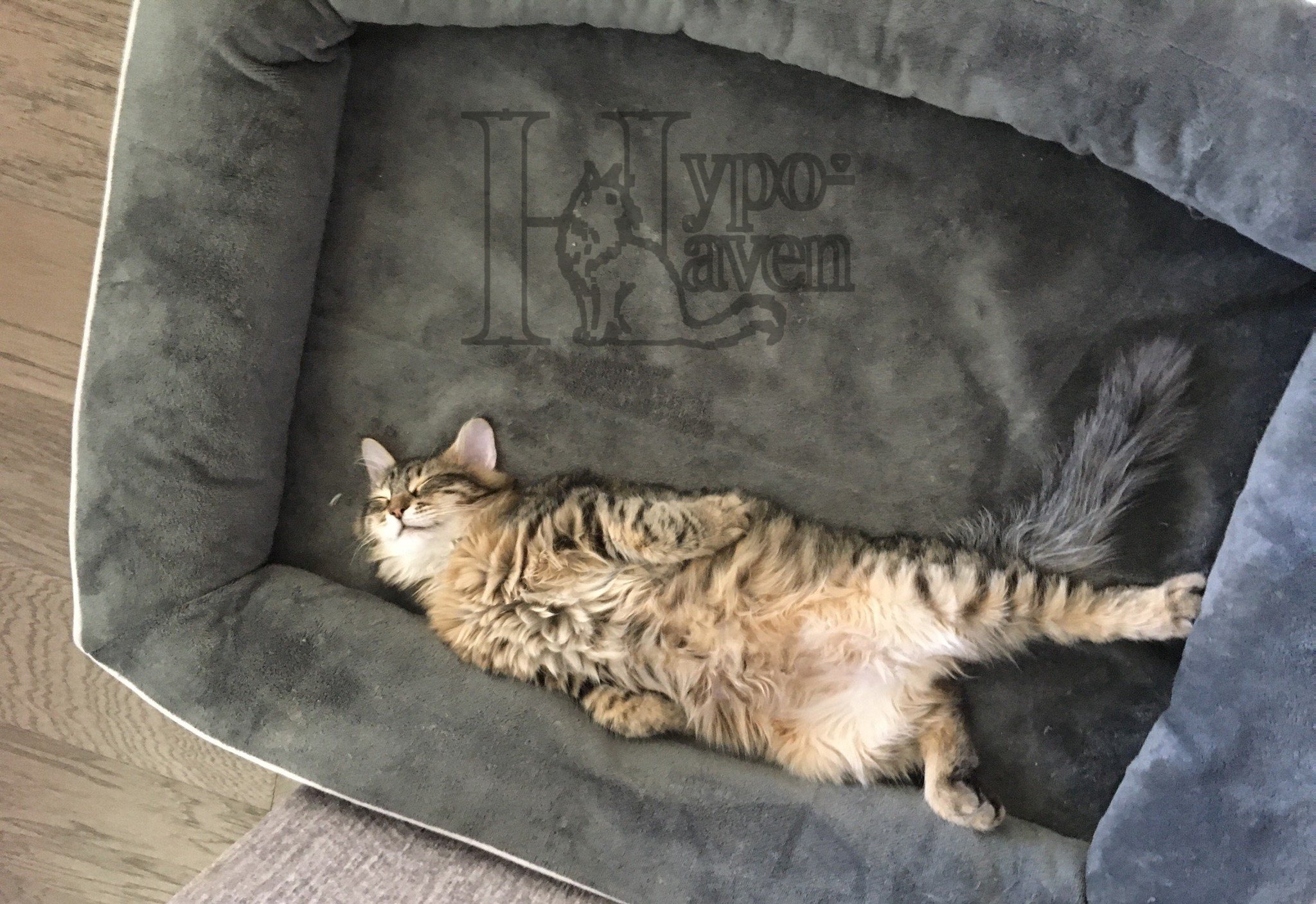 Niko sleeping on his back in a gray bed