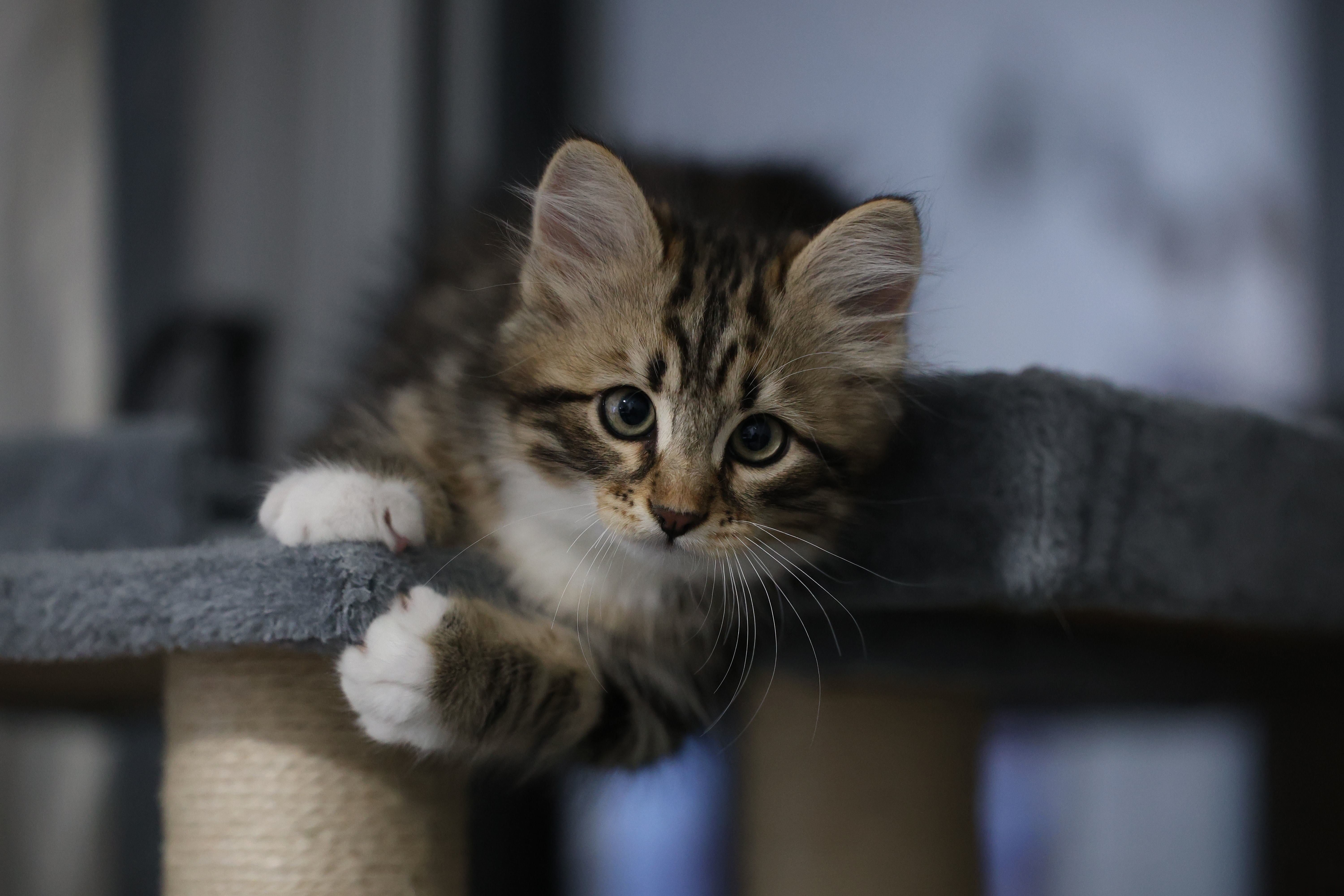Longhaired tabby kitten resting on a cat tree in a home